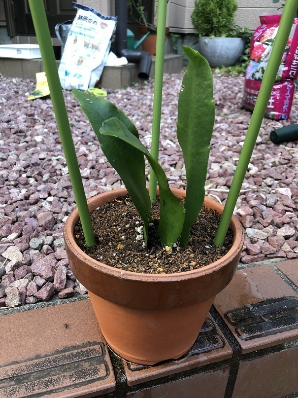 月下美人 ～ 苗植付け: くるくるちゃっちゃ