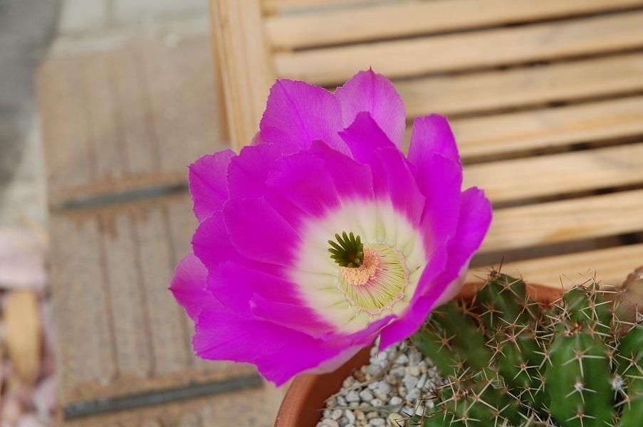 注目ショップ・ブランドのギフト 多肉植物 花サボテン (カキコ セット