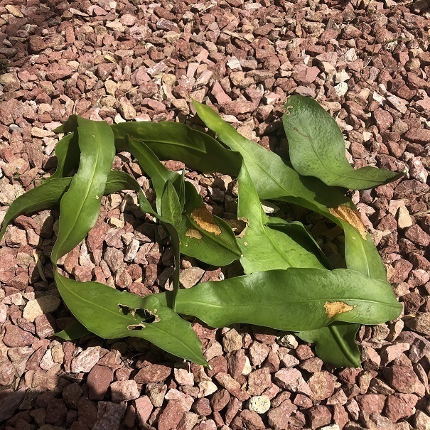 今年度最終出品　 月下美人 45 支柱 鉢付 8月23日現在花芽2つついています 今年度最終出品 月下美人 45 支柱 鉢付 8月23日現在