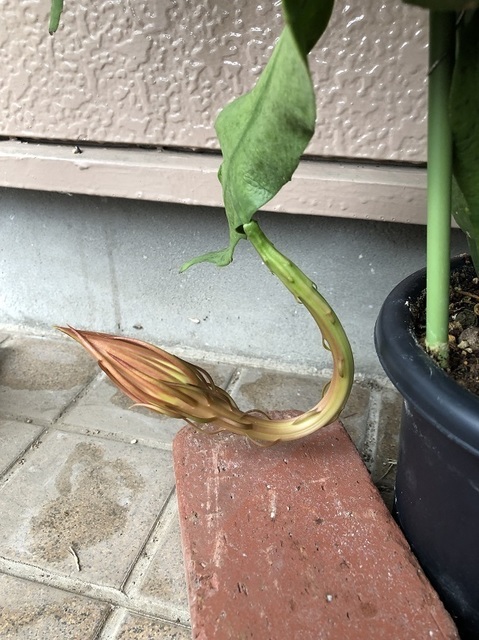 月下美人の成長 ～ 苗植付けから開花: くるくるちゃっちゃ